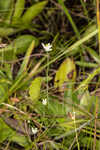 Southern bluethread